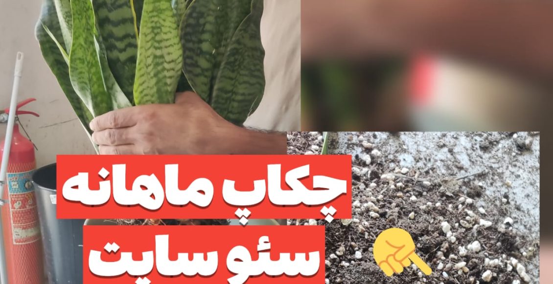 بررسی مشکلات سئو سایت