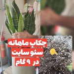 بررسی مشکلات سئو سایت